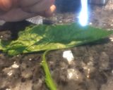 Foto del paso 2 de la receta: Rollos de espinaca