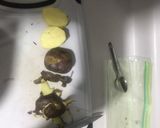 Foto del paso 3 de la receta: Sudado de pollo