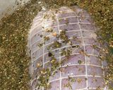 Foto del paso 6 de la receta: Matambre relleno