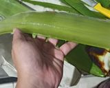 Foto langkah ke 1 dari resep Es Lidah Buaya.