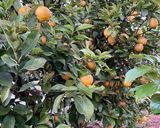 A picture of step 11 of Lemon Syrup.