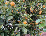 A picture of step 11 of Lemon Syrup.
