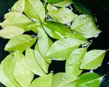 Hình bước làm 4 của món Vào bếp cùng con: thịt lợn gác bếp cuốn rau mọc ven đường Sải Duần, tươi xanh mơn mởn!