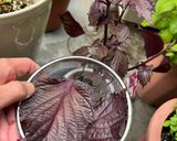 A picture of step 1 of Red Shiso Leaves Pink Juice (Just boil👏).
