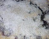 Foto del paso 7 de la receta: Torta inglesa vegana