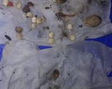 Foto del paso 2 de la receta: Semillas de Morrón Para la huerta