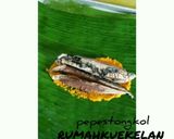 Foto langkah ke 4 dari resep Pepes Tongkol Kemangi.