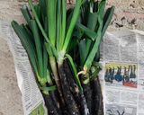Foto del paso 5 de la receta Calçot