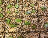 A picture of step 5 of Kiwi seasame Burfi.