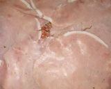 Foto del paso 2 de la receta: Pastel de carne