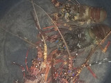 Lobster goreng mentega