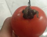 Foto langkah ke 1 dari resep Tumis Syur Katuk.