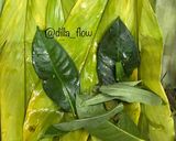 Foto langkah ke 8 dari resep Pepes Sayur Singkong Ikan Asin.