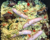 Foto del paso 6 de la receta: Cuscús con verduras y carnes en Airfryer Cosori