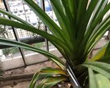 Hình bước làm 2 của món Xôi sắn