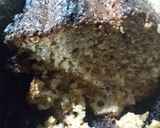 Foto del paso 4 de la receta: Budín de banana y dulce de leche. En licuadora