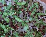 Foto del paso 8 de la receta: Brotes de lino 🌱 Germinación de semillas de lino marrón en germinador de arcilla 🌱