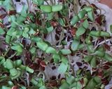 Foto del paso 8 de la receta: Brotes de lino 🌱 Germinación de semillas de lino marrón en germinador de arcilla 🌱