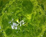 A picture of step 2 of Spinach Rice/HariyaliRice with Raita.