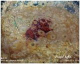 A picture of step 5 of Lobsters Curry.
