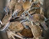 A picture of step 1 of Singapore Chilli Crab.