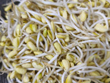 Oseng Kecambah Dele dan Tempe
