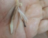 A picture of step 1 of Banana flower asian style.