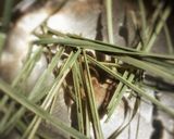 A picture of step 1 of Lemon grass tea.