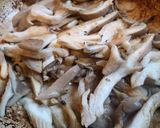 Foto del paso 4 de la receta: Quinotto de zapallo (sin gluten)