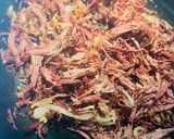 Foto del paso 4 de la receta: Vaca frita estilo cubano 🇨🇺