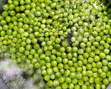 Foto del paso 1 de la receta: Chícharos a la francesa