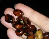 Foto langkah ke 1 dari resep 26. Krecek Kacang Komak Kuah Santan.