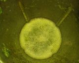 Foto langkah ke 1 dari resep 1036. Pandan Rice Bowl.