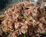 Foto langkah ke 1 dari resep Putri Mandi.
