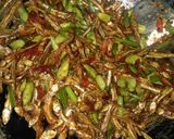Foto langkah ke 5 dari resep Teri Pete Balado Super Pedas.