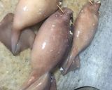 Foto del paso 2 de la receta: Calamares rellenos en su tinta