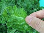 Thí nghiệm cùng cải xoăn: kale salad và kale chip bước làm 3 hình