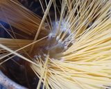 Foto langkah ke 2 dari resep Spaghetti udang.