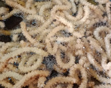 Foto langkah ke 7 dari resep Akar kelapa | Kue kaktus | kerupuk kaktus.