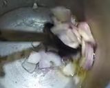 A picture of step 1 of Degi Aloo Gosht.