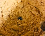 A picture of step 5 of Kandi Podi/Andhra Lentils Powder.
