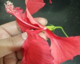 A picture of step 1 of Hibiscus Fresca.
