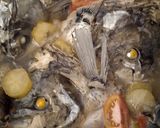 Foto langkah ke 3 dari resep 190.Sop kepala ikan gurameh.
