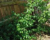 Foto del paso 1 de la receta: Ensalada de arvejas