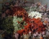 Foto del paso 2 de la receta: Empanadas carne cortada a cuchillo fritas