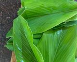 A picture of step 2 of Enduri Pitha - An Oriya Delicacy (Turmeric leaf infused dish).