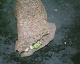 A picture of step 3 of Kuutu ke aate(buck wheat) ka chilla.