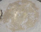 Foto del paso 2 de la receta: Pan de Hamburguesa con Harina de Fuerza