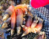 A picture of step 2 of Percebes (Goose Neck Barnacles).
