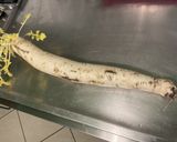 Une image de l'étape 2 de Gratin de navet blanc et courgette au jambon cru et emmental.